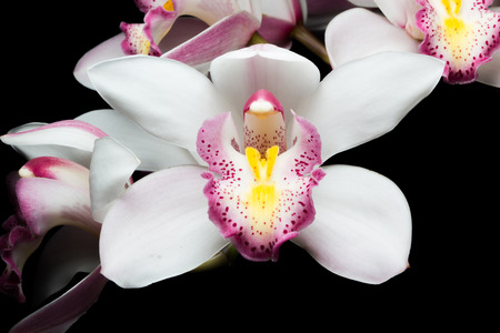 Beautiful white Cymbidium orchid flowers over black backgroundの写真素材