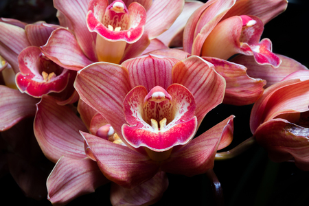 Beautiful white Cymbidium orchid flowers over black backgroundの写真素材
