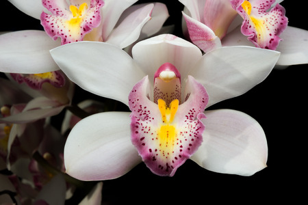 Beautiful white Cymbidium orchid flowers over black backgroundの写真素材