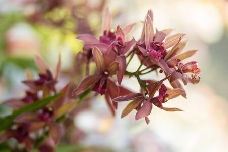 Flowers of cymbidium orchid in gardenの写真素材