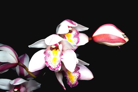 Flowers of cymbidium orchid in gardenの写真素材