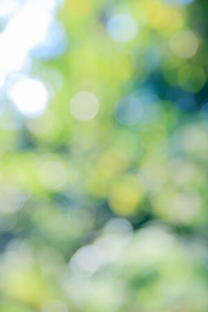 Sunny abstract green nature background, selective focus.の写真素材