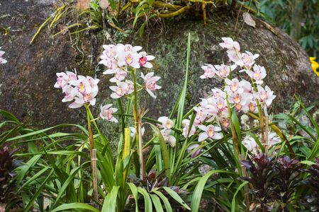 Flowers of cymbidium orchid in gardenの写真素材