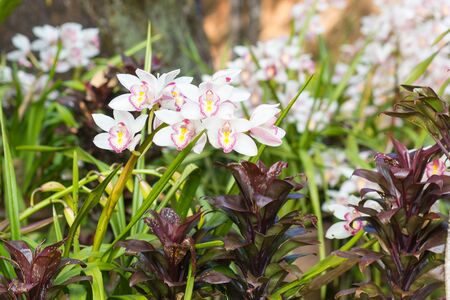 Flowers of cymbidium orchid in gardenの写真素材