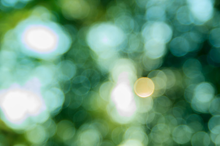 Sunny abstract green nature background, selective focus.の写真素材