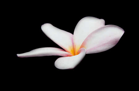 Close up pink frangipani flower isolated on black backgroundの写真素材