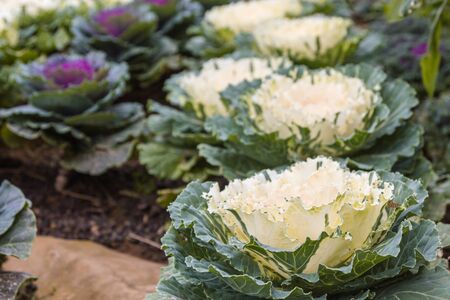 Cabbage brassica oleracea plant leavesの写真素材