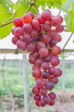Sweet Grapes in farm with blur background.の写真素材