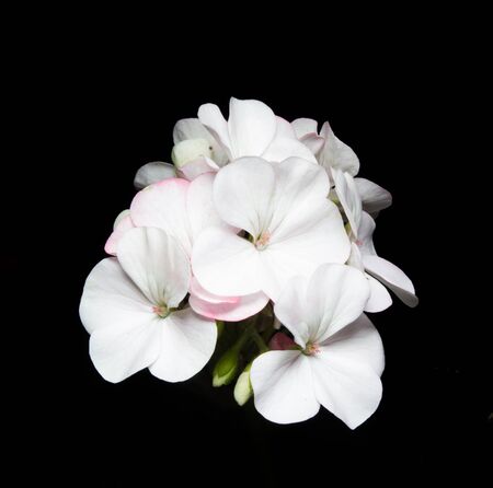 Geranium flower on black background.の写真素材