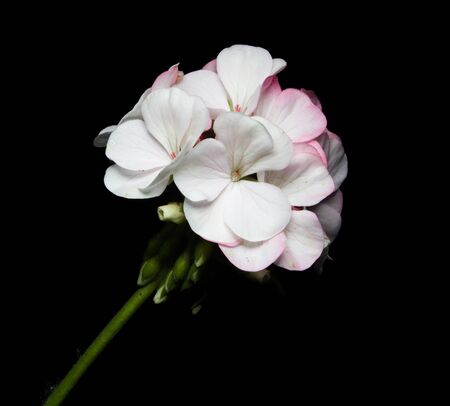 Geranium flower on black background.の写真素材