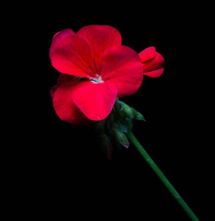 Geranium flower on black background.の写真素材