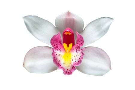 Beautiful white Cymbidium orchid flowers over white backgroundの写真素材