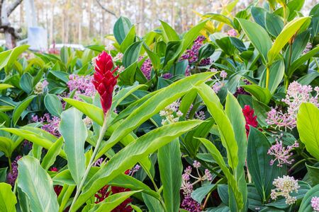 beautiful tropical red ginger flower ,close upの写真素材