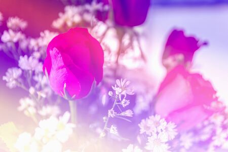 Abstract sweet fantasy flower with colourful filters in soft focus and blur style for backgroundの写真素材