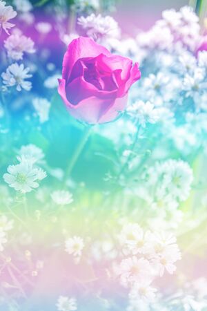 Abstract sweet fantasy flower with colourful filters in soft focus and blur style for backgroundの写真素材