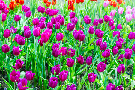 tulip garden in natureの写真素材