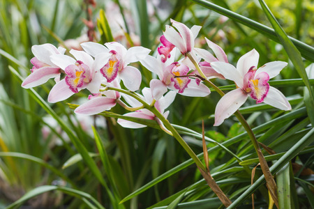 Beautiful white cymbidium flower orchid close up in garden.の写真素材