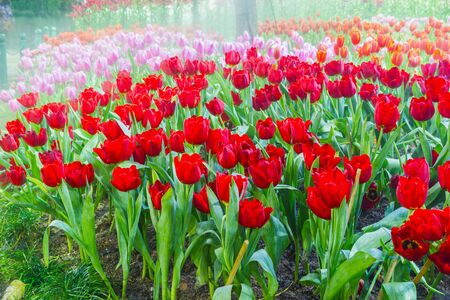 tulip garden in natureの写真素材