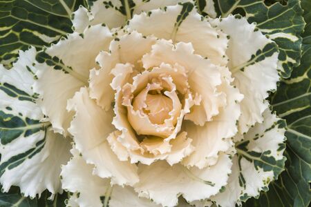 Cabbage brassica oleracea plant leavesの写真素材