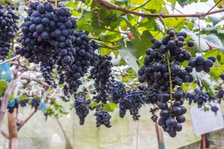 Black grapes in farm with blur background.