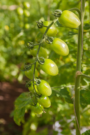 Homegrown green Fresh Tomatoの写真素材
