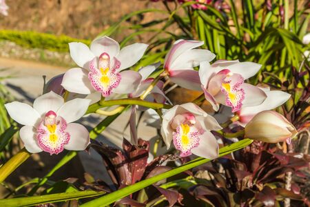 Beautiful white cymbidium flower orchid close up in garden.の写真素材