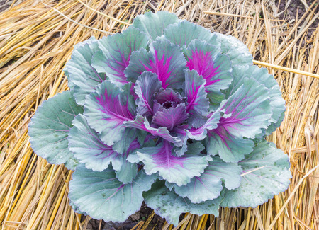 Cabbage brassica oleracea plant leavesの写真素材