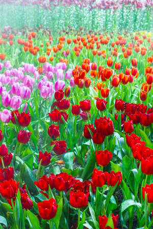 tulip garden in natureの写真素材