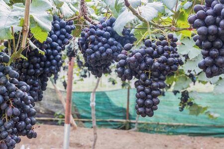 Black grapes in farm with blur background.の写真素材