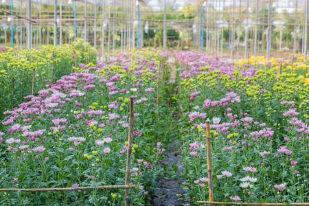 colorful chrysanthemum flower backgroundの写真素材