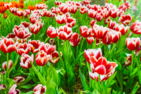 tulip garden in natureの写真素材