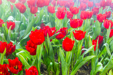 tulip garden in natureの写真素材
