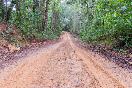 Rain Forest With A Dirt Roadの写真素材