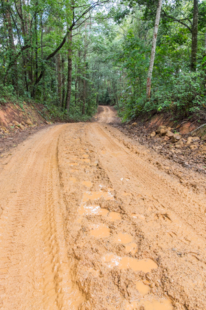 Rain Forest With A Dirt Roadの写真素材
