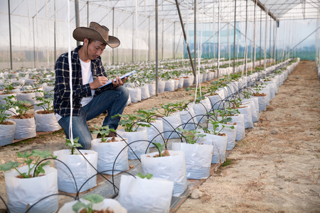 young green melon or cantaloupe growing in the greenhouse
