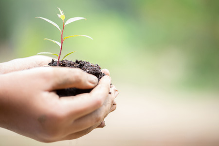 Earth Day In the hands of trees growing seedlings. Female hand holding tree on nature field grass. Bokeh green Background. Forest and environment conservation conceptの写真素材