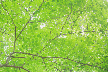 Close up of green leaves on the green backgroundsの写真素材