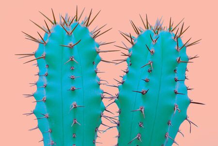 Cacti colorful fashionable mood. Trendy tropical Neon Cactus plant on Pink Color background. Fashion Minimal Art Concept. Creative Style.の写真素材