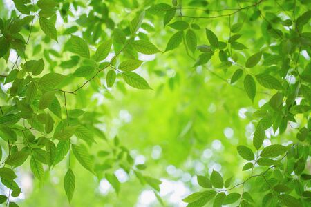 Close up of green leaves on the green backgroundsの写真素材