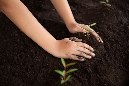 Child hands holding and caring a young green plant, Seedlings are growing from abundant soil, planting trees, reduce global warming, growing a tree, love nature, World Environment Dayの写真素材