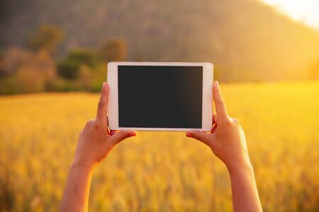 Woman's hand  with tablets in wheat crop field, concept of modern smart farming by using electronics, technology and mobile apps in agricultural productionの写真素材