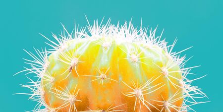 Cacti colorful fashionable mood. Trendy tropical Neon Cactus plant on blue Color background. Fashion Minimal Art Concept. Creative Style.の写真素材