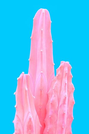 Plant on blue. Tropical Pink minimal art design.Contemporary Art.Cactus Fashion Set. Trendy Pastel Colors. Sweet Summer Style. Creative Unusual.の写真素材