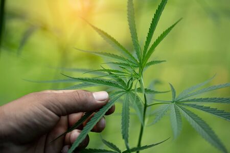 Green leaf of marijuana in a hand, marijuana plant close up