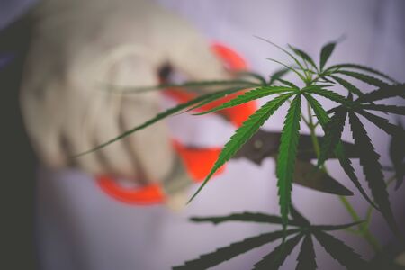 Cutting Cannabis leaves holding by hand wearing protecting glove