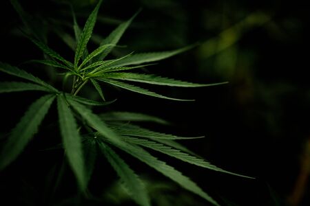 Cannabis marijuana leaf closeup dark background. leaves of a marijuanaの写真素材