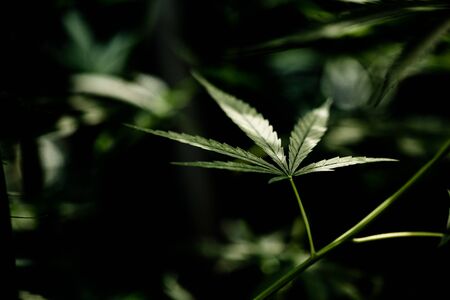 Cannabis marijuana leaf closeup dark background. leaves of a marijuanaの写真素材