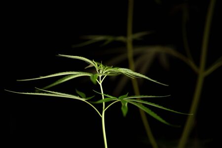 Cannabis marijuana leaf closeup dark background. leaves of a marijuanaの写真素材