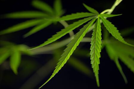 Cannabis marijuana leaf closeup dark background. leaves of a marijuanaの写真素材