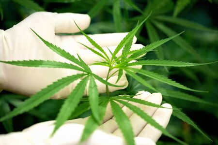 Green leaf of marijuana in a hand, marijuana plant close upの写真素材